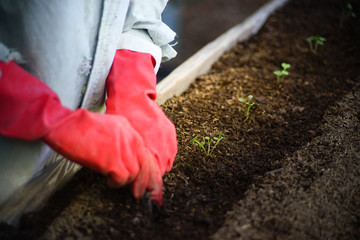 Farmer planting young seedlings