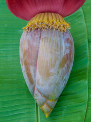 Banana Flower