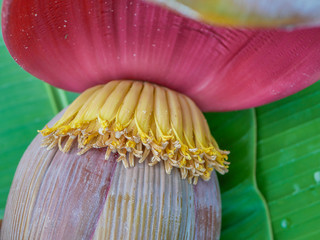 Banana Flower