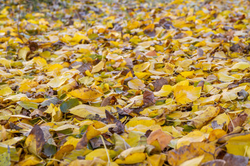Background from multicolored autumn foliage. Selective focus