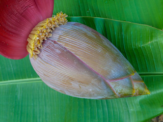 Banana Flower
