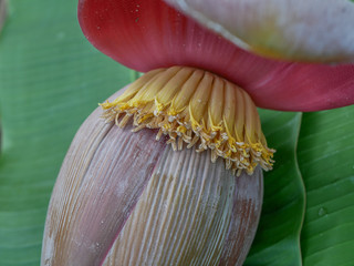 Banana Flower