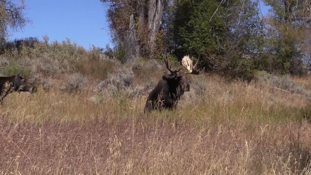 Bull Shiras Moose Rutting in Fall