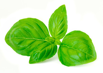 Basil leaf isolated  on white background. Fresh green basil herb. Macro.