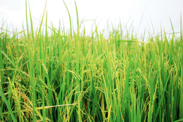 Rice are growing with sky.