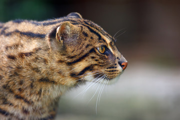 Naklejka premium The fishing cat (Prionailurus viverrinus), portrait with dark background.