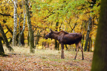 The moose (North America) or elk (Eurasia) scientic name ( Alces alces) in the autumn forest.Big female in the forest.