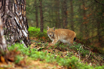 The Eurasian lynx (Lynx lynx), also known as the European lynx or Siberian lynx in autumn colors.