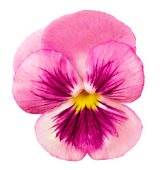 Pansy  pink flower on a white isolated background with clipping path.  Closeup no shadows.  Nature.