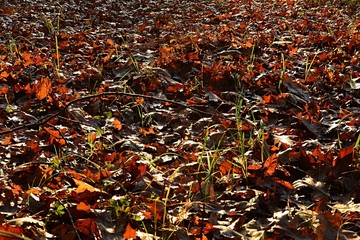 Fallen autumn leaves in late afternoon warm november sun with stalks of fresh grass growing between them.