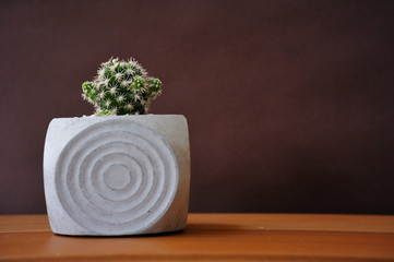 Cactus in pot on the table, Close up the detail Cactus, brown background.
