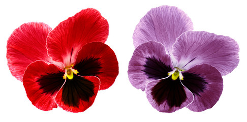 Pansies  red and violet flower on a white isolated background with clipping path.  Closeup no shadows.  Nature.