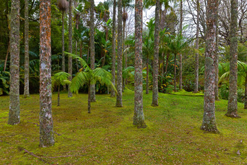 Tropical park on Sao Miguel Island, Azores, Portugal. Forest magic of the large trees, palms and moss on the ground.