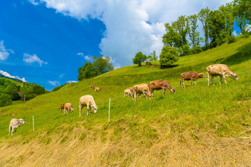 Naklejka na ściany i meble Brown cows eating grass in Alps village, Grabs, Werdenberg, St.