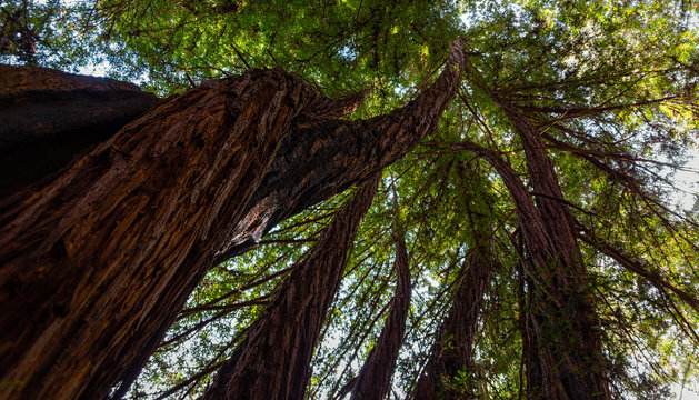 Looking Up at Twisted Trees in the Forest