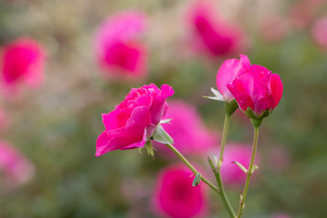 Fototapeta premium Pink rose flower at Narashino City, Chiba Prefecture, Japan
