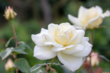 Fototapeta na wymiar White Rose Flower at Narashino City, Chiba Prefecture, Japan