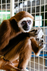 monkey in cage