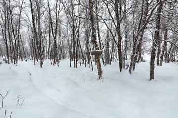 Fototapeta premium Winter Path with Snow