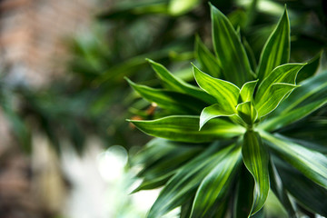 green leaves of a tree
