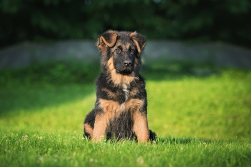 German shepherd puppy © Rita Kochmarjova