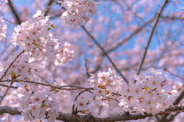 Cherry blossom in spring season at Tokyo, Japan. Cherry blossoms will start blooming around the late March in Tokyo, Many visitors to Japan choose to travel in cherry blossom season.