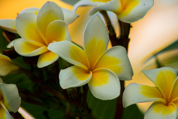 Naklejka na ściany i meble beautiful frangipani plumeria flower