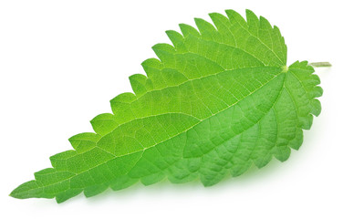 Nettle leaves