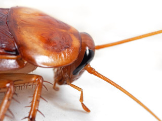 Macro Photo of Cockroach Isolated on White Background