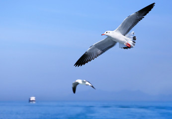 Naklejka premium Seagulls fly over the sea