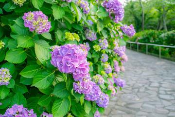 静岡県 下田市 紫陽花