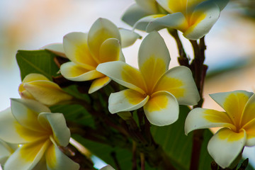 Naklejka na ściany i meble beautiful frangipani plumeria flower