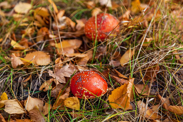 autumn forest nature