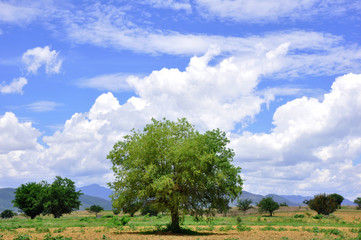 Árbol silvestre