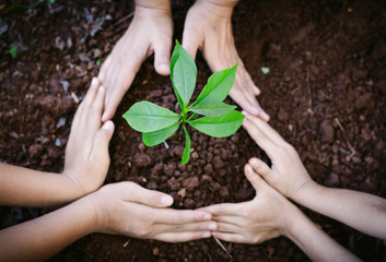 Human hands are planting seedlings into the soil. children hands was gently encircled.