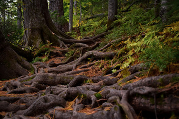 Fototapeta premium A forest trail covered in roots.