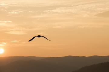 A seagull flying with sunset in the background.