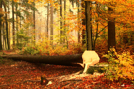 eine fichte wird gef&auml;llt  herbst