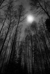 Vertical autumn forest under the moon background