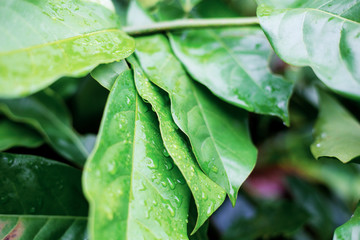 Green leaves with sunrise.