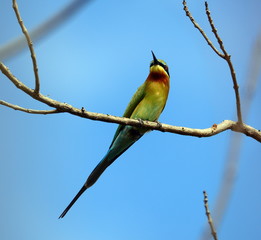 Blue-tailed Bee-eater Merops philippinus