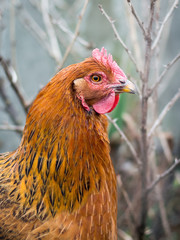 Portrait of a brown chicken in a garden closeup_
