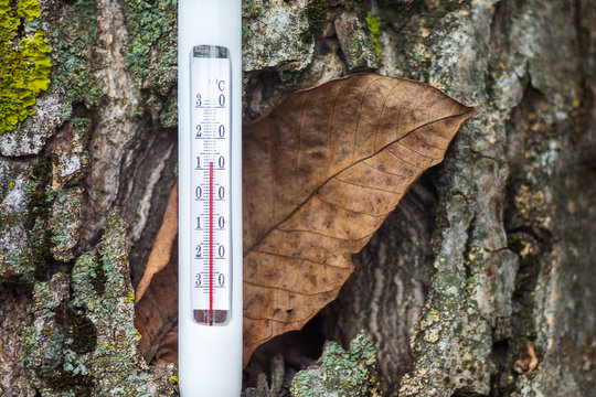 Thermometer on the background of a tree and a dry leaf shows the temperature of the autumn day - 12 degrees of heat_