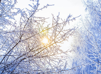 Fototapeta na wymiar Fairy Snow Trees. Winter cold sunny landscape