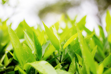 Obraz premium Leaves plant with sunrise.