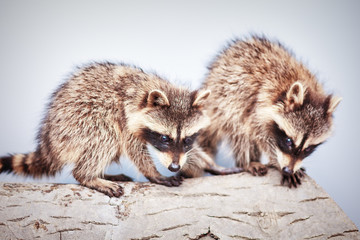 portrait of two little playful racoons animal on a log