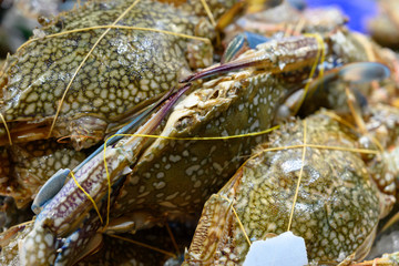 蟹・カニ・渡り・シーフード・魚介・海鮮