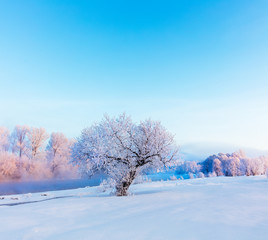 Winter landscape. Cold day.