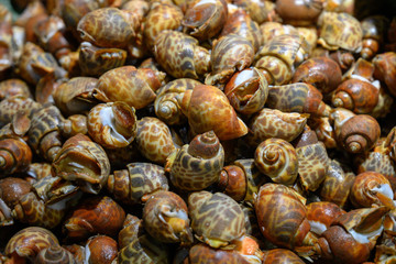 Fresh SeaFood Babylonia areolata