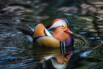 Beautiful Mandarin Ducks swim in the marsh.